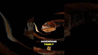 The Dragonfish The Most Disturbing Deep Sea Predator [upl. by Haelam]