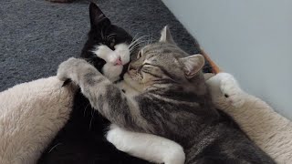 Cats cuddling quickly turns into fight [upl. by Ayhtin]