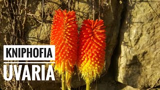 Kniphofia uvaria Tritoma [upl. by Akienom]