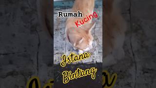 Olen n flen cat catlover cute shortvideo subscribe [upl. by Rubetta]