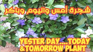 شجرة الأمس واليوم وغدا How to grow a Yesterday today tomorrow plant [upl. by Koffman690]