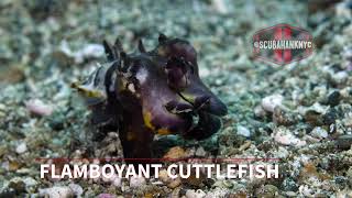 Flamboyant Cuttlefish  Lembeh Strait [upl. by Aisats]