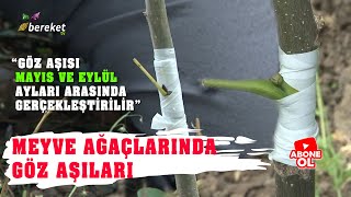 Mükemmel Aşı Nasıl Yapılır   En Sağlam Meyve Ağacı Aşılama Ne Zaman Yapılır [upl. by Ricoriki]