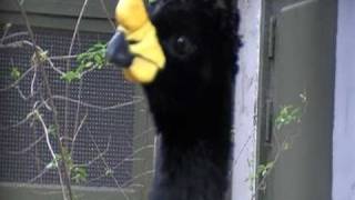 yellow knobbed curassow [upl. by Ecnaralc]