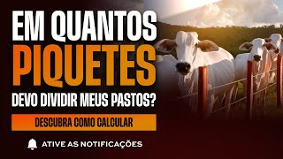 Em quantos piquetes devo dividir meus pastos [upl. by Nefets594]