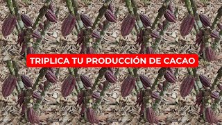 CACAO Como Triplicar la Producción de Cacao CCN51 [upl. by Akcired5]