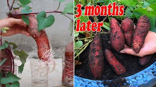 How to Grow Sweet Potato in Containers or Pots [upl. by Ailongam]