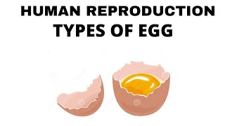 TYPES OF EGGMICROLECITHALMESOLECITHALMACROLECITHALISOLECITHALTELOLECITHALCENTROLECITHAL EGG [upl. by Adnahsal407]