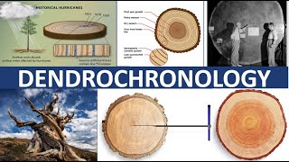 DENDROCHRONOLOGY  TREERING DATING [upl. by Saretta]