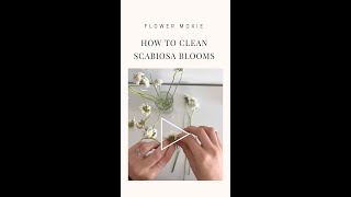 How to Clean Scabiosa Blooms [upl. by Stoddard]