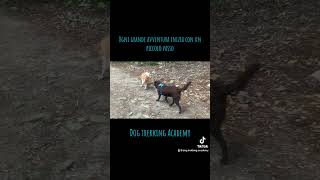 Ogni grande avventura inizia con un piccolo passo dogtrekking dogtrekkingacademy [upl. by Lingwood]