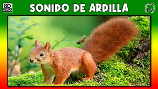 SONIDO DE ARDILLA 🐿 [upl. by Eahsram]