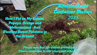 DWW Gardening 2023  Potting Citrus Plants and Planting Sweet Potatoes in the Ground [upl. by Aerahs]