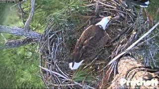 Southwest Florida Eagles  Daddy Don´t Break The Egg [upl. by Zacherie]