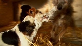 Fast action ratting with terriers [upl. by Garratt]