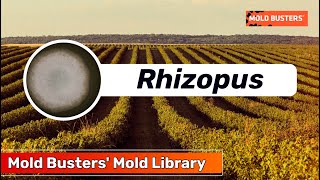 Rhizopus Revealed The Dual Nature of the Mold Among Us [upl. by Lina858]