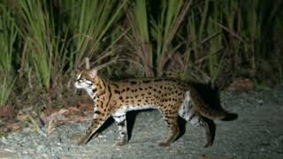 BORNEO SUNDA LEOPARD CAT  leopardcat borneo wildlife nature rare birds [upl. by Natale720]