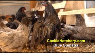 Blue Sumatra Chicken Breed Breeder Flock  Cackle Hatchery [upl. by Fredra230]