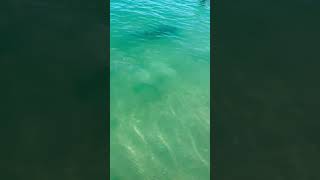 Yup that’s a shark heading toward swimmers at Wabasso Beach Florida [upl. by Pam582]