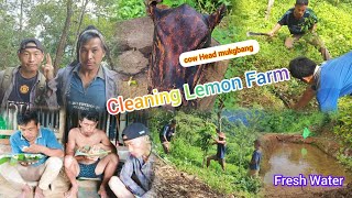 Cleaning Lemon farm with two Energetic Guy Cow Head recipe🤤 [upl. by Gleeson]