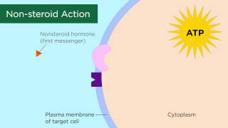 Mechanisms of Hormone Action [upl. by Enimaj361]