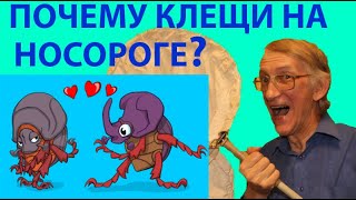 КЛІЩІ СИДЯТЬ НА ЖУКАХ 🐞 ЧОМУ ЖУКИ ХРУЩИ НОСОРІГ І РОГАЧИКИ ДОРКУСИ БЕГАЮТЬ І ЛЕТАЮТЬ ENTOMOLOGY [upl. by Nahem744]