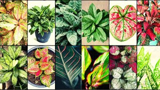 AGLAONEMA VARIETIES  Plants Weekly [upl. by Jamin734]