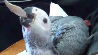 Baby African Grey Parrots [upl. by Mond]