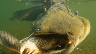 Pesce Siluro Mangia Carpa in Slow Motion by Catfishing World [upl. by Griffy350]