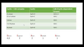 Cyclin and Cdk in cell cycle [upl. by Akinnej]