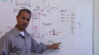 Body Fluid Compartments  Renal Physiology Lecture 1 Part 5 [upl. by Ardnosac998]