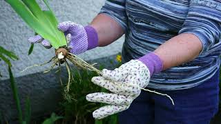 Howto video on Iris dividing and replanting [upl. by Tedda627]