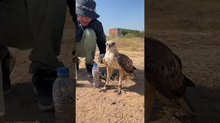 How amazing of hawk eagleeagle shortvideo training fbreels video [upl. by Allegra]