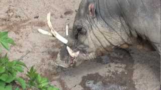 Zoo Stuttgart  Wilhelma Hirscheber  Babirusa [upl. by Lamberto]