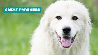 Great Pyrenees Dog Breed Guide  Pyrenean Mountain Dog [upl. by Notsirb]