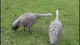 stock footage two geese cereopsis novaehollandiae walk on the green grass waterfowl chicken goose ca [upl. by Wendelina684]