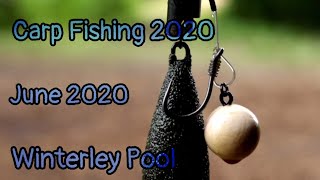 CARP FISHING  Winterley Pool Fishery  June [upl. by Down464]