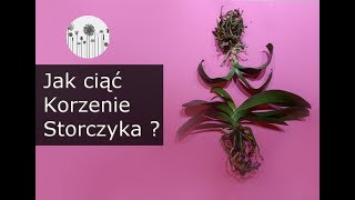 Prawidłowa pielęgnacja stroczyków Jak ciąć korzenie storczyków i po co [upl. by Laurella808]