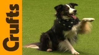 Freestyle Heelwork to Music Competition Highlights  Crufts 2012 [upl. by Dash]