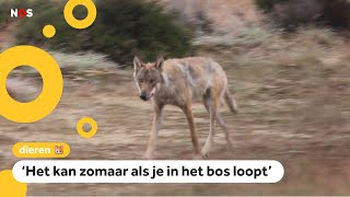 Steeds meer wolven gespot in Nederland [upl. by Noiroc]