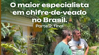 O MAIOR especialista em Chifredeveado no Brasil O Sr Platycerium Parte 2 [upl. by Winwaloe]