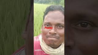 Paddy farmed and fruits succeeded [upl. by Downing]