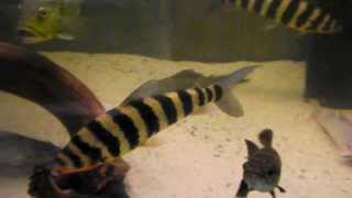 Leporinus fasciatus 35 cm [upl. by Schreck]