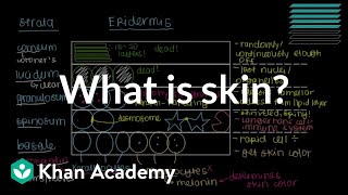 What is skin Epidermis  Integumentary system physiology  NCLEXRN  Khan Academy [upl. by Medor]