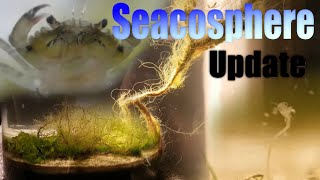 Huge Natural Saltwater Ecosphere  45 month update  So much life A complete succes [upl. by Trebla393]