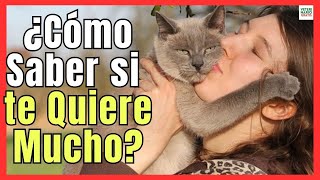 💞 ¿CÓMO SABER SI MI GATO ME QUIERE MUCHO Y ES FELIZ 💞 8 SEÑALES CLARAS [upl. by Moberg695]