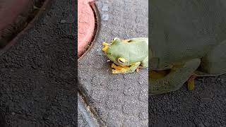 Green tree flying frog  Rhacophorus reinwardtii  malabar flying frog forest frogs westernghats [upl. by Anatol]