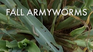 Fall Armyworms Identification Damage Indications and Control [upl. by Nanis586]