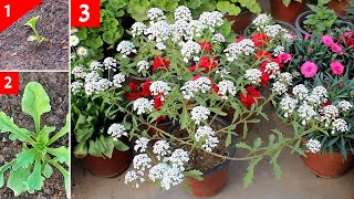 KNOW HOW To GROW Candytuft From SEED With All CARE Tips SEEDS to Flower [upl. by Anertak]