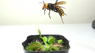 食虫植物にスズメバチを与えると [upl. by Lambert742]